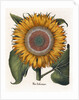 Common sunflower by Anonymous