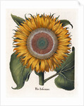 Common sunflower by Anonymous