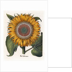 Common sunflower by Anonymous