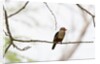 Grey-headed Kingfisher (Halcyon leucocephala), Tsavo East National Park, Kenya. by Anonymous
