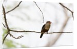 Grey-headed Kingfisher (Halcyon leucocephala), Tsavo East National Park, Kenya. by Anonymous