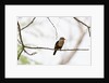 Grey-headed Kingfisher (Halcyon leucocephala), Tsavo East National Park, Kenya. by Anonymous