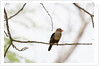 Grey-headed Kingfisher (Halcyon leucocephala), Tsavo East National Park, Kenya. by Anonymous