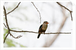 Grey-headed Kingfisher (Halcyon leucocephala), Tsavo East National Park, Kenya. by Anonymous