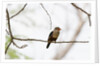 Grey-headed Kingfisher (Halcyon leucocephala), Tsavo East National Park, Kenya. by Anonymous