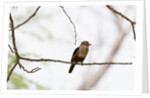 Grey-headed Kingfisher (Halcyon leucocephala), Tsavo East National Park, Kenya. by Anonymous