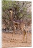 Gerenuk (Litocranius walleri), Tsavo East National Park, Kenya. by Anonymous