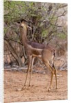 Gerenuk (Litocranius walleri), Tsavo East National Park, Kenya. by Anonymous