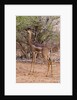 Gerenuk (Litocranius walleri), Tsavo East National Park, Kenya. by Anonymous