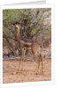 Gerenuk (Litocranius walleri), Tsavo East National Park, Kenya. by Anonymous