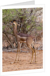 Gerenuk (Litocranius walleri), Tsavo East National Park, Kenya. by Anonymous