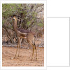 Gerenuk (Litocranius walleri), Tsavo East National Park, Kenya. by Anonymous