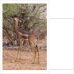 Gerenuk (Litocranius walleri), Tsavo East National Park, Kenya. by Anonymous