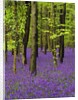 Bluebells (hyacinthoides non-scriptus) in a beech wood (fagus sylvatica), West Stoke, West Sussex, England, UK, Europe by Anonymous