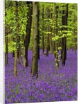 Bluebells (hyacinthoides non-scriptus) in a beech wood (fagus sylvatica), West Stoke, West Sussex, England, UK, Europe by Anonymous
