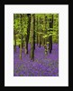 Bluebells (hyacinthoides non-scriptus) in a beech wood (fagus sylvatica), West Stoke, West Sussex, England, UK, Europe by Anonymous