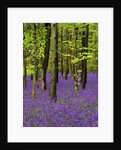 Bluebells (hyacinthoides non-scriptus) in a beech wood (fagus sylvatica), West Stoke, West Sussex, England, UK, Europe by Anonymous