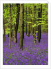 Bluebells (hyacinthoides non-scriptus) in a beech wood (fagus sylvatica), West Stoke, West Sussex, England, UK, Europe by Anonymous