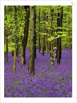 Bluebells (hyacinthoides non-scriptus) in a beech wood (fagus sylvatica), West Stoke, West Sussex, England, UK, Europe by Anonymous