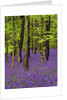 Bluebells (hyacinthoides non-scriptus) in a beech wood (fagus sylvatica), West Stoke, West Sussex, England, UK, Europe by Anonymous