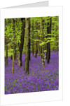 Bluebells (hyacinthoides non-scriptus) in a beech wood (fagus sylvatica), West Stoke, West Sussex, England, UK, Europe by Anonymous