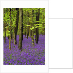 Bluebells (hyacinthoides non-scriptus) in a beech wood (fagus sylvatica), West Stoke, West Sussex, England, UK, Europe by Anonymous