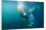 Two walruses underwater by Anonymous