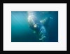 Two walruses underwater by Anonymous