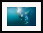 Two walruses underwater by Anonymous