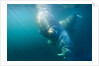 Two walruses underwater by Anonymous