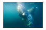 Two walruses underwater by Anonymous