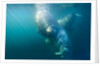 Two walruses underwater by Anonymous