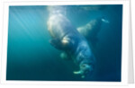 Two walruses underwater by Anonymous