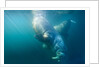 Two walruses underwater by Anonymous