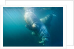 Two walruses underwater by Anonymous