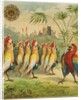 Advertisement with parrot soldiers by Anonymous