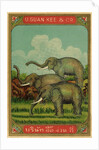 Thai cotton label with elephants by Anonymous