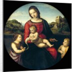 Tondo of the Virgin and Child with John the Baptist and a Holy Boy (The Madonna Terrranuova) by Raphael