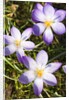 Crocus flowers by Anonymous