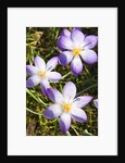 Crocus flowers by Anonymous