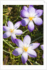 Crocus flowers by Anonymous