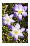 Crocus flowers by Anonymous