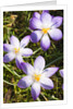 Crocus flowers by Anonymous