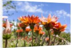 Gazania flowers by Anonymous
