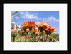 Gazania flowers by Anonymous