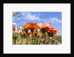 Gazania flowers by Anonymous
