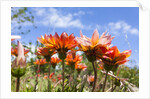 Gazania flowers by Anonymous