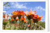 Gazania flowers by Anonymous