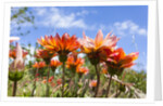 Gazania flowers by Anonymous