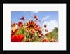 Gazania flowers by Anonymous